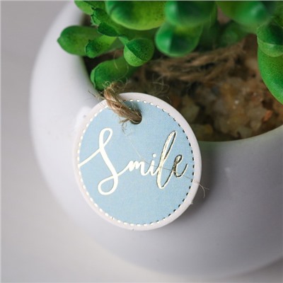 Суккулент в керамическом горшочке Smile, 9.5 × 7.5 × 7.5 см