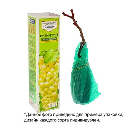 Саженец винограда Августовский, 1шт, Весна 2022