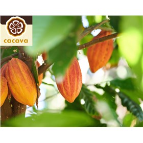 CACAVA - ароматные какао-продукты и шоколад